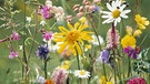 Bunte Blüten | Bild: Picture alliance/dpa