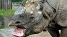 Ziemlich viele Bewohner hat das Nashorn-Haus im Zoo: Hier lebt zurzeit auch das Panzer-Nashorn Yohda. | Bild: rbb/Thomas Ernst