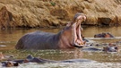 Drohverhalten eines Hippobullen. | Bild: WDR/Tesche Dokumentarfilm