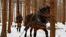 Pferd Leo und Bäne beim Holzrücken in einem Wald bei Hinang. | Bild: BR/Luis Trautmann