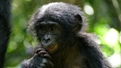 Bonobo-Nachwuchs Vanille. | Bild: BR/Markus Schmidbauer