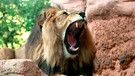 Berberlöwe Basu ist ein Vertreter der größten Löwenart der Welt. Azubi Felix Grygier ist ganz schön aufgeregt. Heute darf er zum ersten Mal die Löwenfütterung vor den Augen der Zoobesucher moderieren. Doch dafür muss die Anlage absolut sicher sein! | Bild: NDR/Doclights 2021