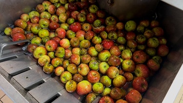 Äpfel werden vor dem Häckseln in der Obstpresse gewaschen | Bild: BR/Julia Binder 