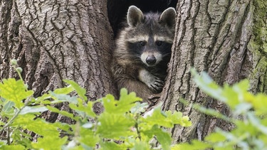 Ein Waschbär schaut den Betrachter frontal an. Er sitzt in einer Baumhöhle. | Bild: picture alliance / imageBROKER | Wilfried Martin