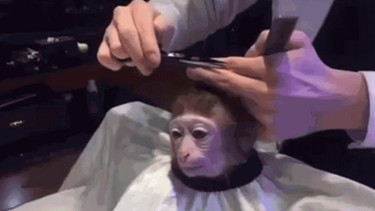 Makake werden die Haare geschnitten | Bild: YouTube