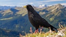 Alpendohle sitzt auf Bergwiese in Oberbayern | Bild: mauritius images / Minden Pictures / Konrad Wothe