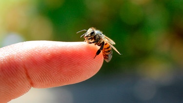 Eine Biene sitzt auf einem Finger  | Bild: mauritius images / EyeEm / Paul Thomas