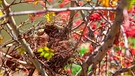 Vogelnest in einem Strauch im Winter | Bild: mauritius images / Kabataan / Alamy / Alamy Stock Photos