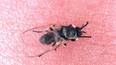 Kriebelmücke sitzt auf Haut. | Bild: picture alliance / blickwinkel/Hecker/Sauer