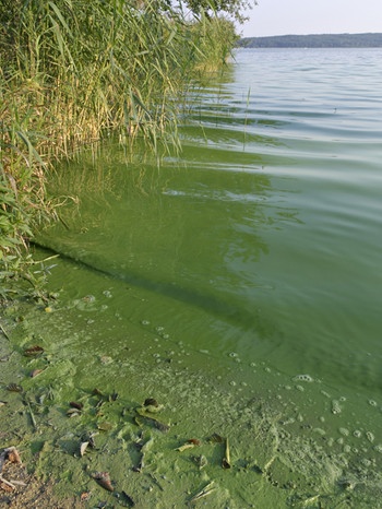 Grüne Algen schwimmen am Ufer eines Sees.  | Bild: mauritius-images