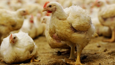 Hühner in Massenhaltung | Bild: picture-alliance/dpa