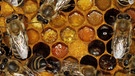 Bienen auf einer mit Pollen gefüllten Wabe im Bienenstock. Der eiweißhaltige Pollen dient der Zubereitung von Futter für die Brut und die erwachsenen Bienen.  | Bild: picture-alliance/dpa