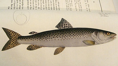 Abbildung eins Huchen von 1750 | Bild: Jagd- und Fischereimuseum München