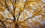 Herbststimmung © Getty Images