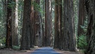 Allee der Baumriesen. Wie ein verwunschener Märchenwald wirkt der Redwoods Nationalpark. Die höchsten Bäume der Welt können mehr als 2000 Jahre alt werden. | Bild: Dirk Rohrbach