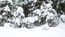 Rodeln am Grasberg bei Garmisch-Partenkirchen | Bild: BR