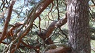 Herbstwandern rund um die Stepbergalm | Bild: BR; Georg Bayerle