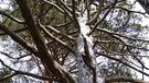 Herbstwandern rund um die Stepbergalm | Bild: BR; Georg Bayerle