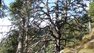 Herbstwandern rund um die Stepbergalm | Bild: BR; Georg Bayerle