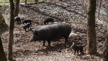 Sizilien: Nebrodi-Schweine | Bild: BR/Andreas Pehl