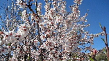 Sizilien: Nebrodi: Mandelblüte | Bild: BR/Andreas Pehl