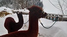 Auf Tourenski durch die Kärntner Nockberge & sanfter Tourismus in Innerkrems  | Bild: BR; Ulrike Nikola