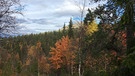 Beerensammeln in Lappland: Los geht's mit dem Blick auf die Tunturi - so heißen diese für Lappland typischen Hügel. | Bild: BR/Petra Martin