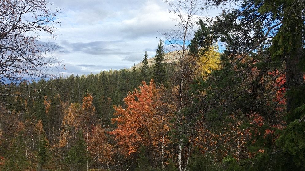 Beerensammeln in Lappland: Los geht's mit dem Blick auf die Tunturi - so heißen diese für Lappland typischen Hügel. | Bild: BR/Petra Martin