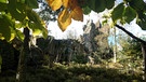 Goldsteig: die Zipfeltannenfelsen im Steinwald | Bild: BR/Ulrike Nikola