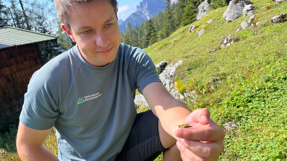 Heuschrecken: Sebastian König ist ganz bei der Sache ...  | Bild: BR/Georg Bayerle