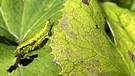 Heuschrecken: Alpine Gebirgsschrecke | Bild: BR/Georg Bayerle