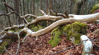 Felsensteig bei Schwend: Verwunsche Landschaft mit querliegenden Bäumen im Fels | Bild: BR/Ullie Nikola