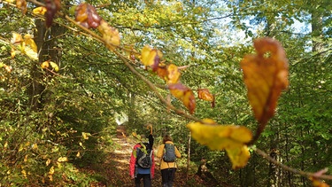 Goldsteig: Herbststimmung am Goldsteig | Bild: BR/Ulrike Nikola