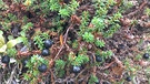 Beerensammeln in Lappland: Rauschbeeren gibt's auch, aber die lassen wir stehen ... | Bild: BR/Petra Martin