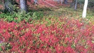 Beerensammeln in Lappland: Die Blätter der Blaubeerbüsche leuchten rot, dazwischen wachsen mit grünen Blättern Preiselbeerbüsche. | Bild: BR/Petra Martin