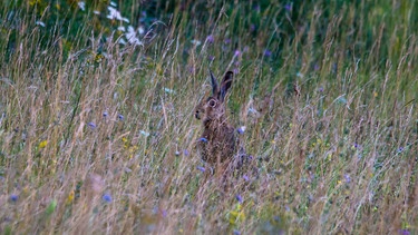 Friesener Warte: Mit Glück und bei genauem Hinsehen begegnet einem ein Hase. | Bild: LSV Friesener Warte