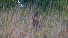 Friesener Warte: Mit Glück und bei genauem Hinsehen begegnet einem ein Hase. | Bild: LSV Friesener Warte