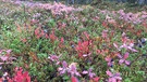 Beerensammeln in Lappland: Eine wahre Farbpracht sind die leuchtend-roten Blaubeerbüsche im finnischen Wald. | Bild: BR/Petra Martin