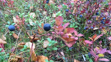 Beerensammeln in Lappland: Im Herbst sind nur noch ein paar wenige Blaubeeren da - aber sie schmecken herrlich süß! | Bild: BR/Petra Martin