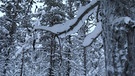 Winterwandern in Lappland: Auf den Ästen der Bäume sammelt sich der Schnee und friert fest. | Bild: BR/Petra Martin