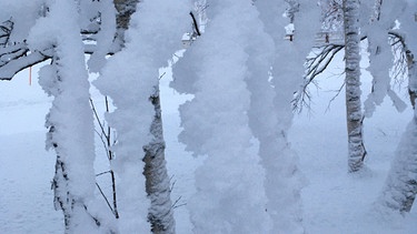 Winterwandern in Lappland: Der Schnee hält sogar in der Senkrechten - hier an Birkenzweigen. | Bild: BR/Petra Martin