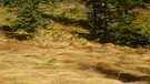 Vom Kreuzbergpass zur Nemes-Alm: Im Biotop am Seikofel | Bild: BR/Andrea Zinnecker