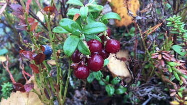 Beerensammeln in Lappland: Preiselbeeren | Bild: BR/Petra Martin