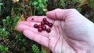 Beerensammeln in Lappland: Nach den ersten Frostnächten entfalten Preiselbeeren ihren säuerlich-süßen Geschmack. | Bild: BR/Petra Martin