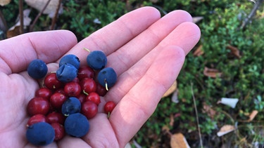 Blau- und Preiselbeeren in der Hand | Bild: BR/Petra Martin