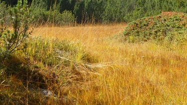 Vom Kreuzbergpass zur Nemes-Alm: "Indian Summer" im Gras | Bild: BR/Andrea Zinnecker