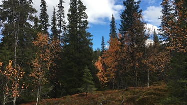 Beerensammeln in Lappland: Noch säumen Bäume unseren Weg ... | Bild: BR/Petra Martin