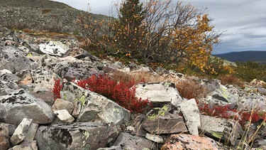 Beerensammeln in Lappland: Oberhalb der Baumgrenze wird's steinig und windig ... | Bild: BR/Petra Martin