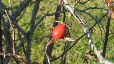 Seeger Seenrunde: Hagebutten leuchten in der Herbstsonne | Bild: BR/Andrea Zinnecker