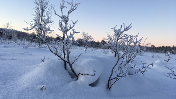 Winterwandern in Lappland: Das ist kein Rentier, das sich hier im Schnee versteckt - es ist ein Busch im Sumpf, der jetzt von einer dicken Schneeschicht bedeckt ist. | Bild: BR/Petra Martin